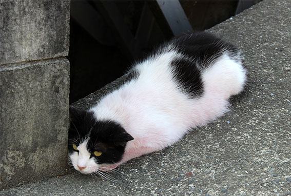 我が家のニャンコ♪2014/05/8-2