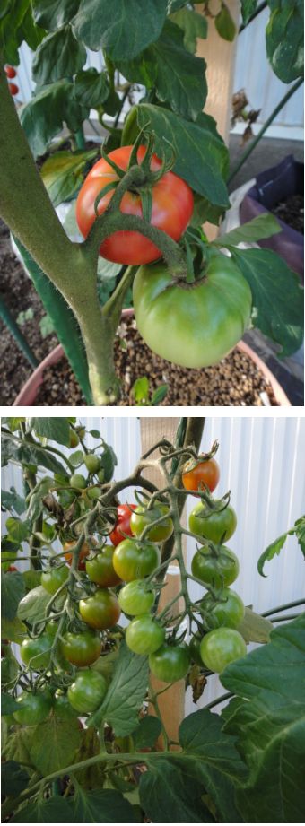 桃太郎とミニトマト