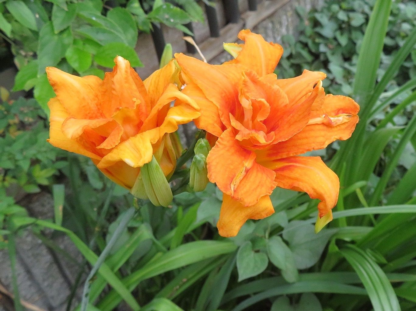 今日は13252歩 花はヤブカンゾウ ニッコウキスゲ だい のひとりごと 楽天ブログ