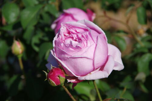 生田緑地ばら苑の秋薔薇