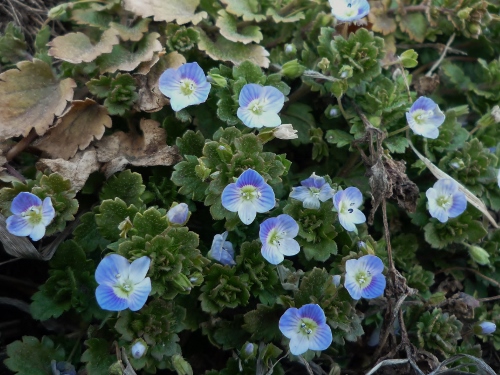 P1140808 (500x375).jpg