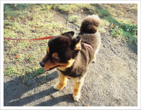 柴犬カットのチョコちゃん