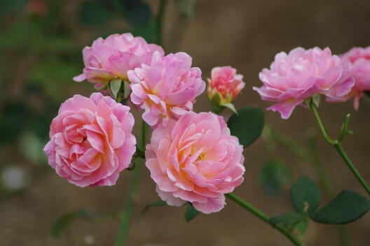 日比谷公園の秋薔薇