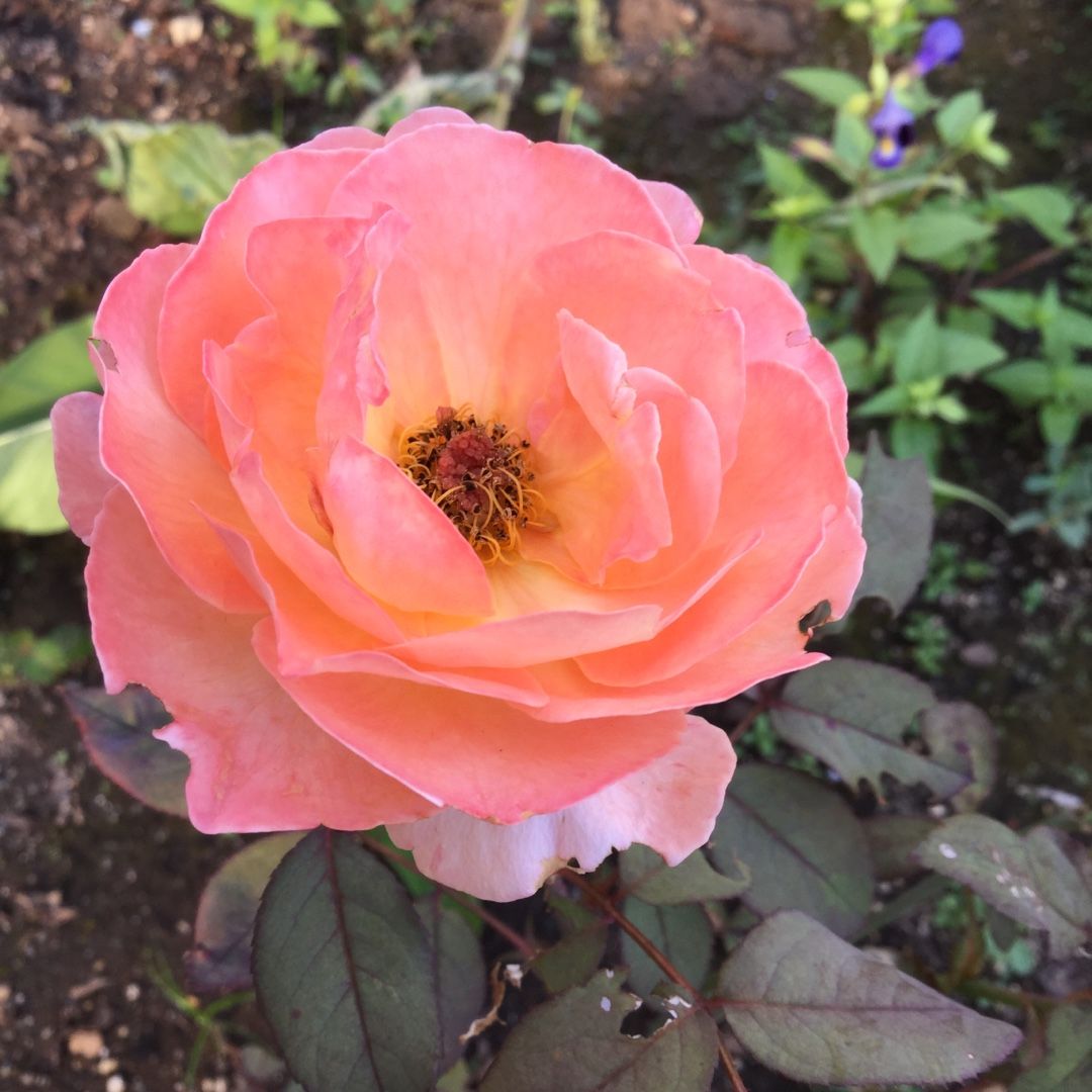 レディエマハミルトン 骨折していました ばらと猫とフラメンコ 楽天ブログ