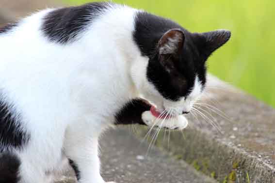 我が家のニャンコ♪2013/11/6-2