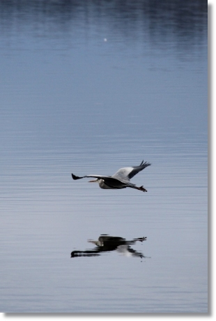 邑知潟-9 アオサギ-1 13.1.5