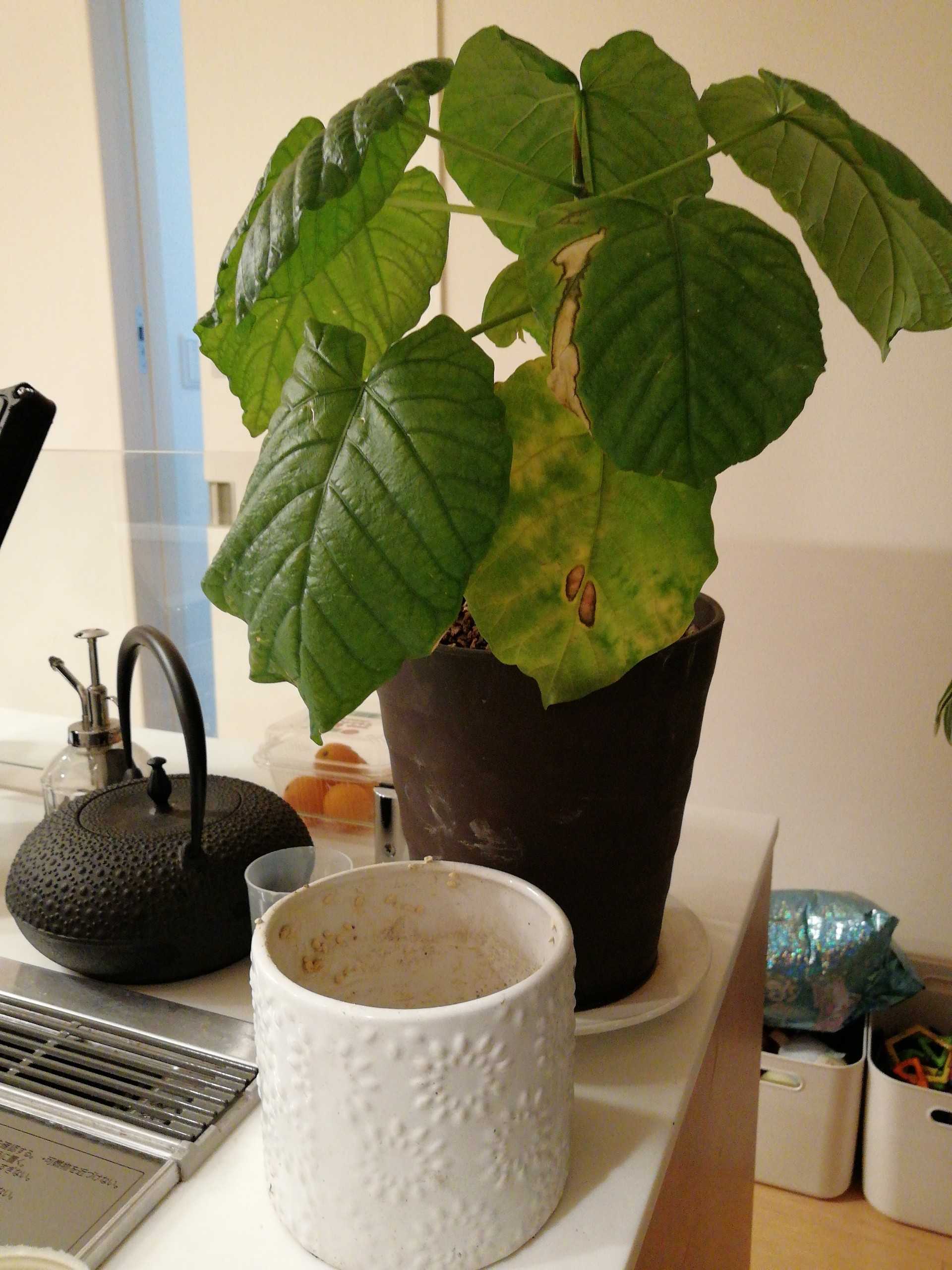 フィカスウンベラータ 庭がなくても鉢バラでローズガーデン 楽天ブログ