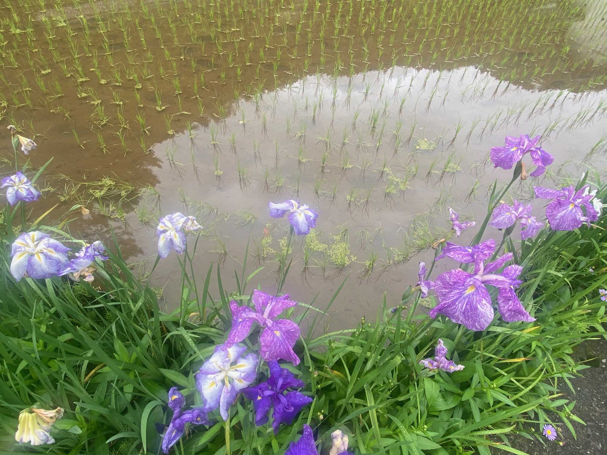 葦毛（いもう）湿原～花の百名山、新・花の百名山（3） | 醍醐山と下部（しもべ）温泉 - 楽天ブログ