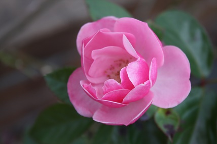 IMG_8412.JPG
