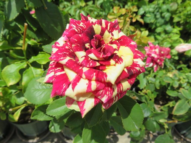アブラカタブラとフォーカスポーカス似すぎのバラ 台風10号 ばぁばの薔薇の花園 楽天ブログ