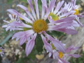 IMG_0543.JPG