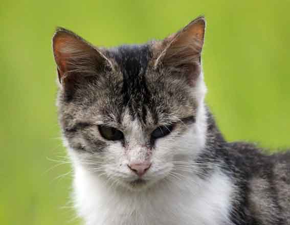 我が家のニャンコ♪2013/11/15-3