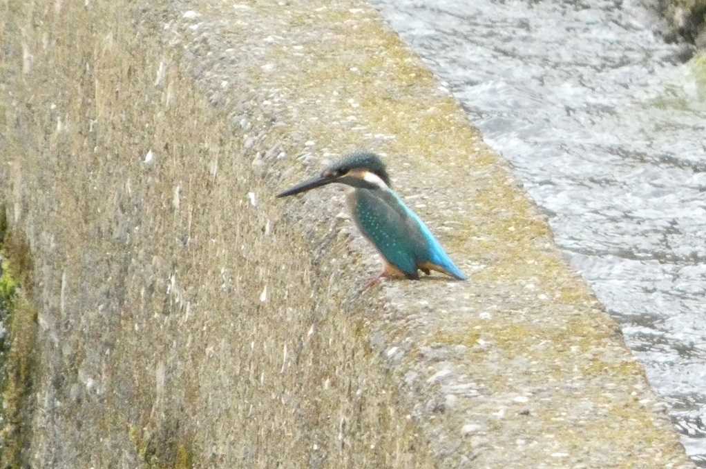 515