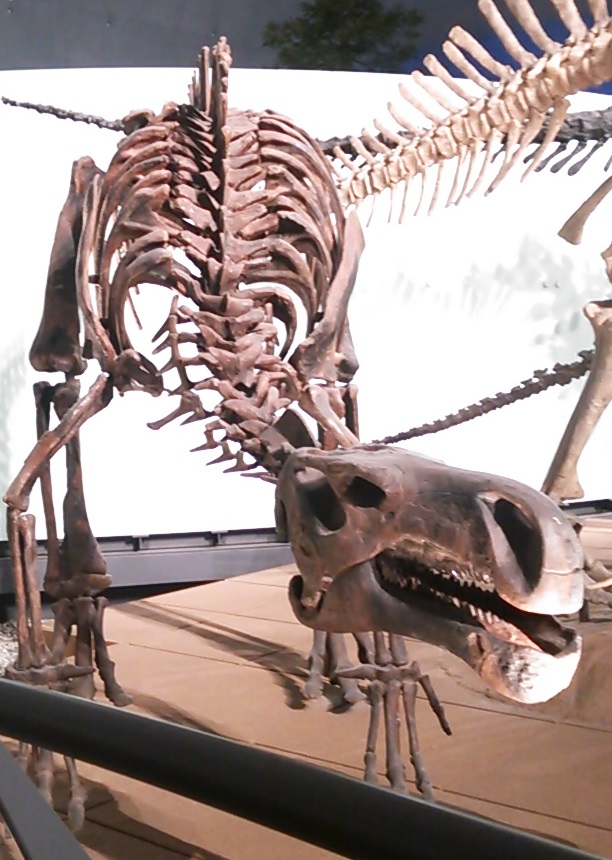 プロバクトロサウルス