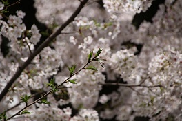 IMG_3569-1.jpg