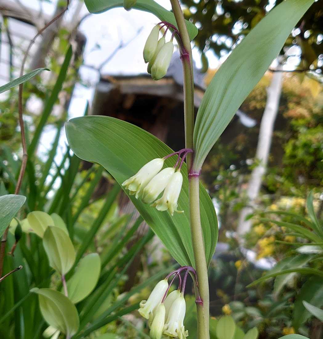 庭の花 アマドコロ 歩人のたわごと 楽天ブログ