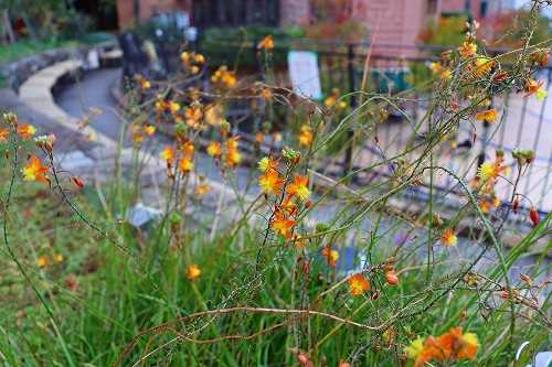 オレンジ色の花はあまりないですね おとっつぁん いろいろやっちょります 楽天ブログ