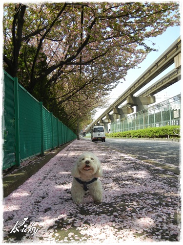 東京流通センターの八重桜