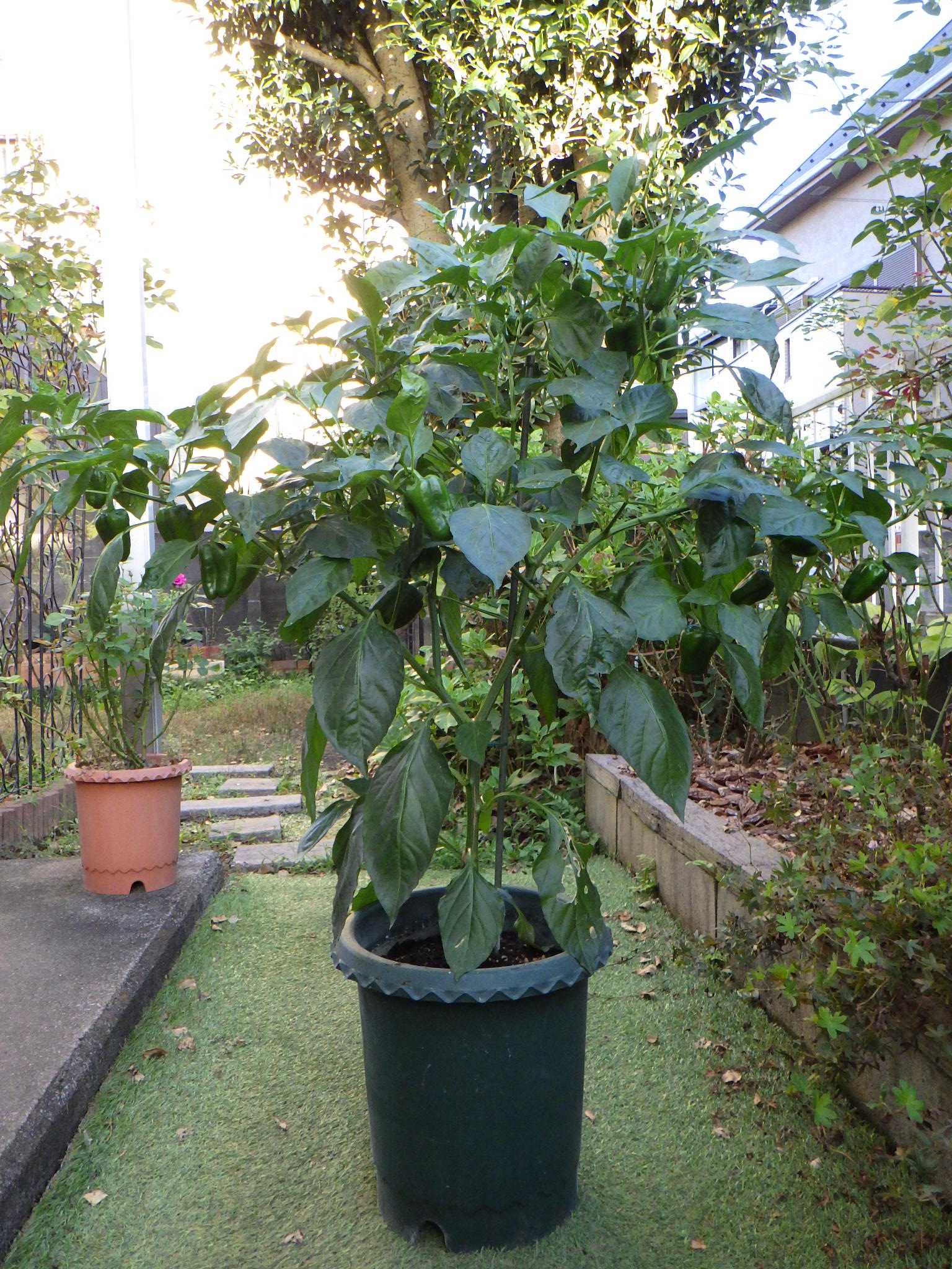 ピーマンを鉢増ししました バラを咲かせることが好き 楽天ブログ