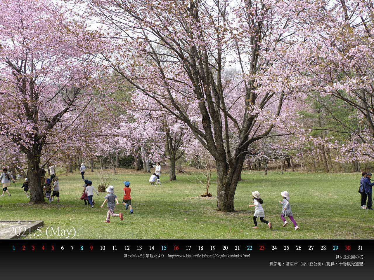 ５月は帯広市の 緑ヶ丘公園の桜 です ｐｃ壁紙カレンダーを配布しています 北海道庁のブログ 超 旬ほっかいどう 楽天ブログ