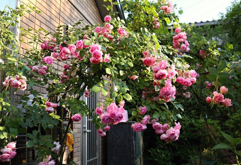 ジャスミーナ バラと可愛い花たち 楽天ブログ