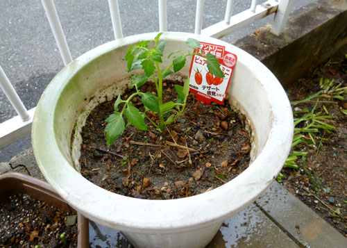 ミニトマト植え付け.jpg
