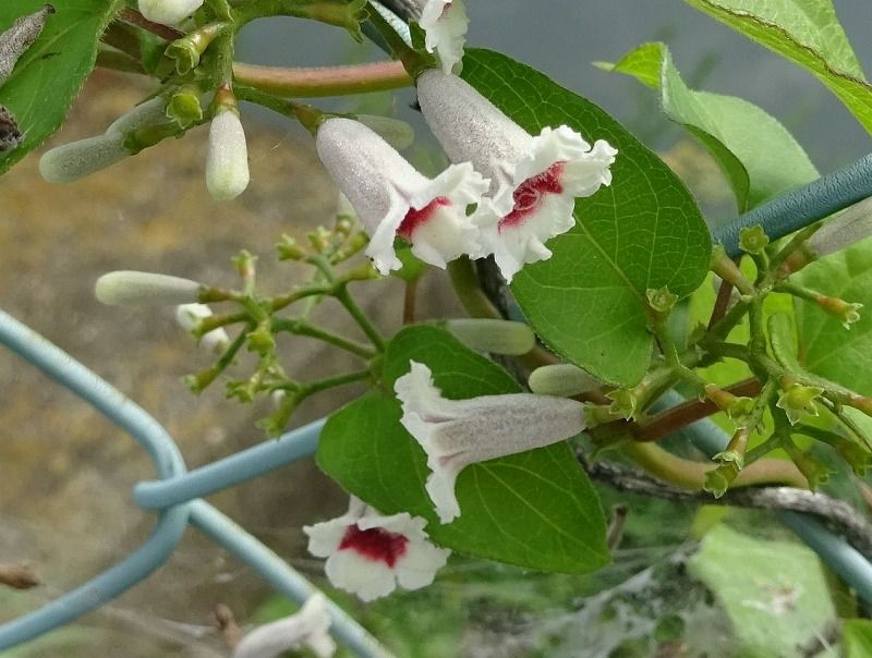6月22日 今日の一花 ヘクソカズラ 屁糞葛 Gazengamaのブログ 散歩中に出合った花と趣味の陶芸作品 楽天ブログ