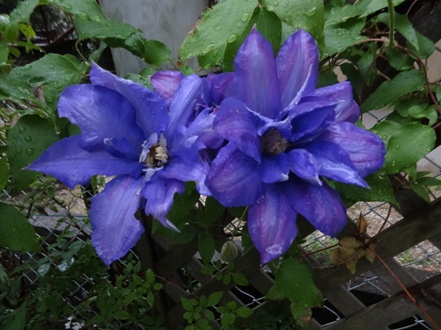 DSC00574.jpg