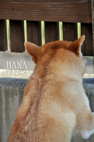 ＨＡＮＡ１