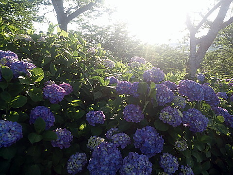 IMG_20160602_180209.jpg