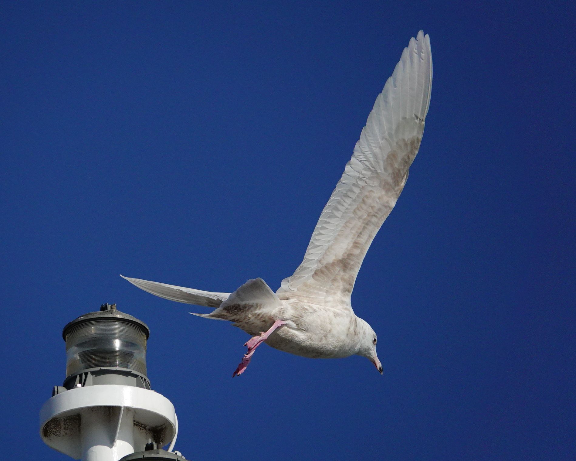 カモメ たぶんシロカモメ1 アウトドア親爺の徒然日記 楽天ブログ