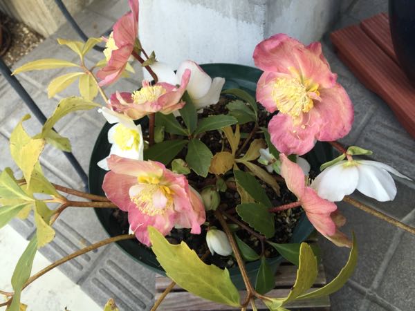 rblog-20160129215042-02.jpg