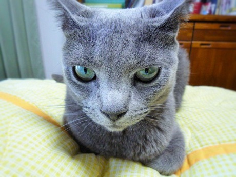 P1240622 - コピー.JPG