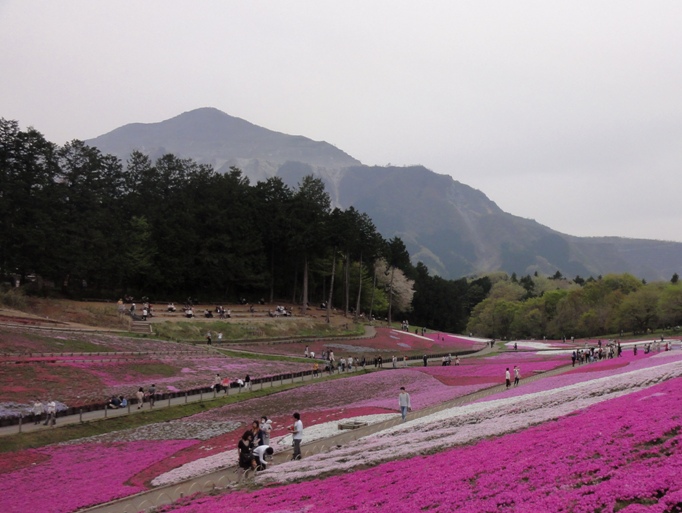 20130417芝桜の丘マックダニエルクッション&武甲山Ａ.JPG