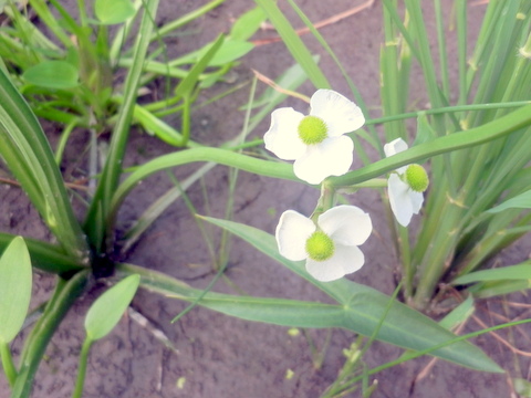 オモダカノ雌花