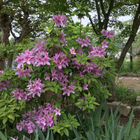 160507tutuzi.jpg