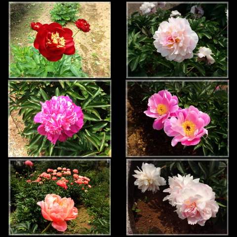 シャクヤク・フラワーセンター大船植物園