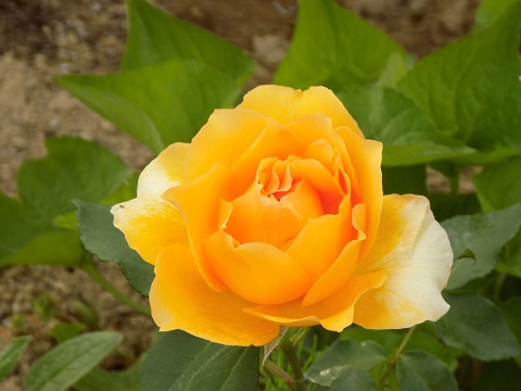 DSCN3774.JPG