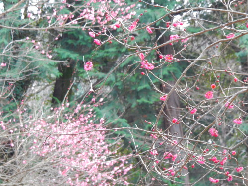 DSCN0051b20160131.jpg