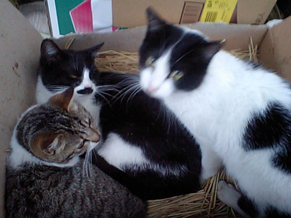 我が家のニャンコ♪2015/2/15-2