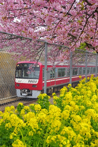 三浦海岸の河津桜