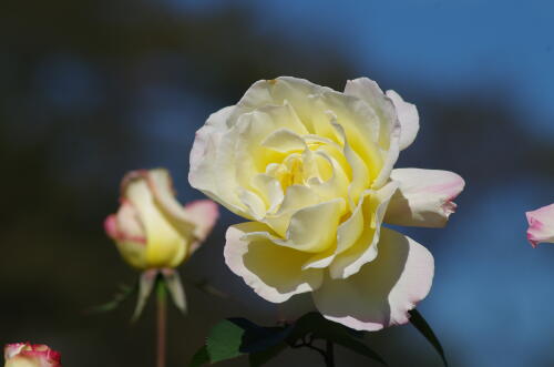 生田緑地ばら苑の秋薔薇