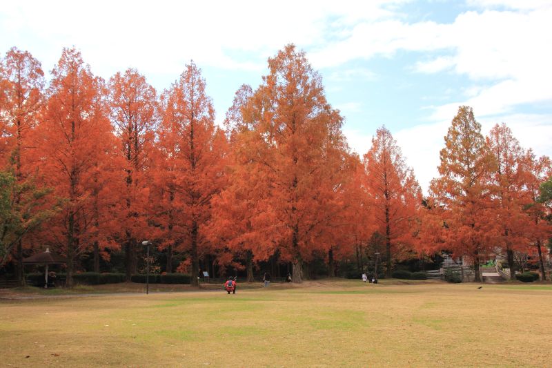 メタセコイア_002メタセコイアの紅葉.jpg