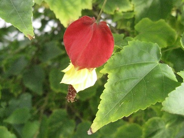 IMG_9831.JPG