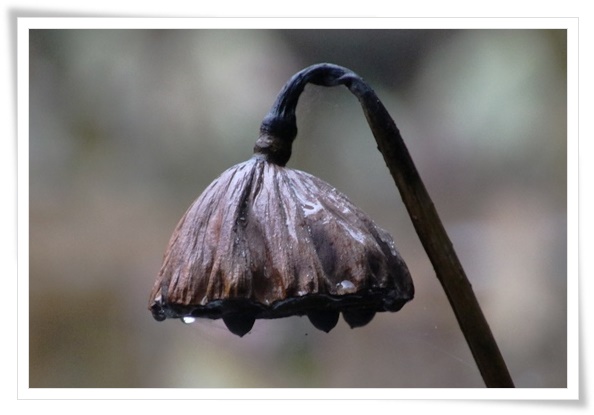 北部公園-23 蓮池-9 15.11.14