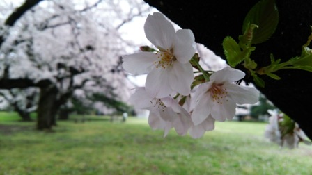 桜1.JPG