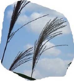花２ススキ.jpg