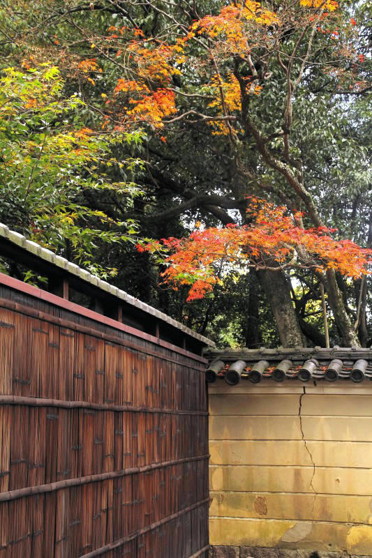 奈良公園の紅葉_002.jpg