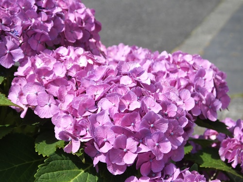 遊歩道の紫陽花