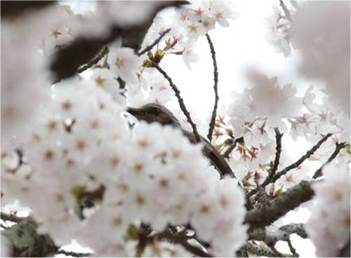 2015040408.JPG